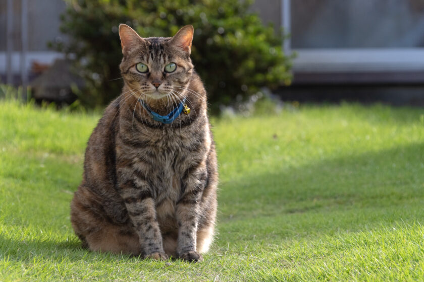 大船渡市の猫