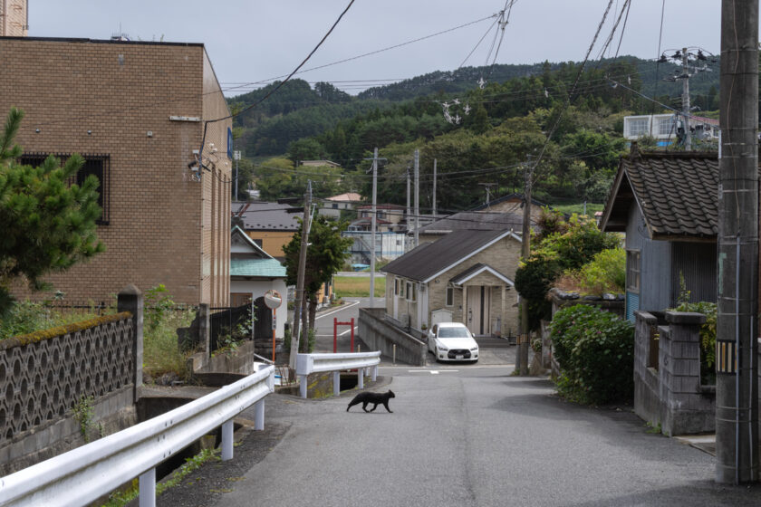 大槌町の猫