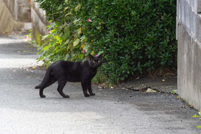 大槌町の猫