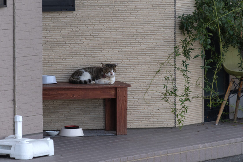 宮古市の猫