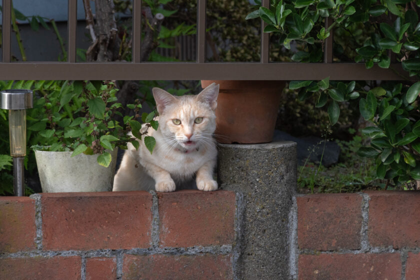 宮古市の猫