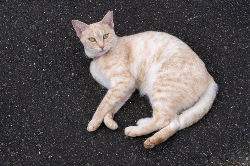 宮古市の猫