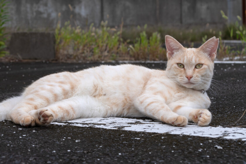 宮古市の猫