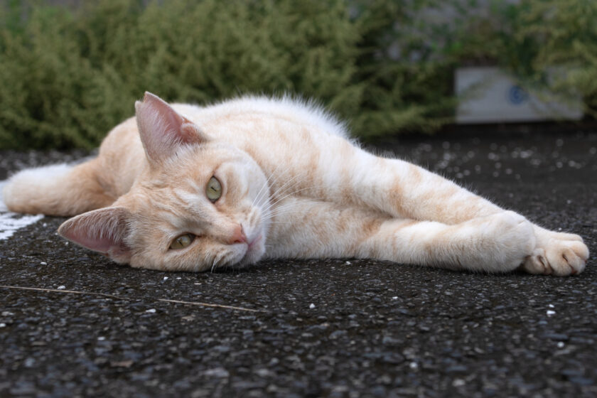 宮古市の猫