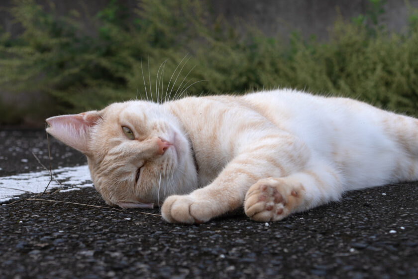 宮古市の猫