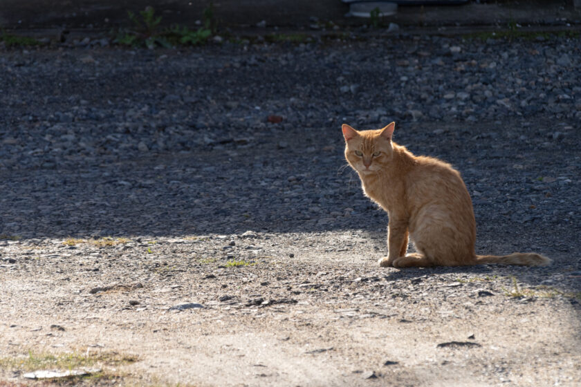 宮古市の猫