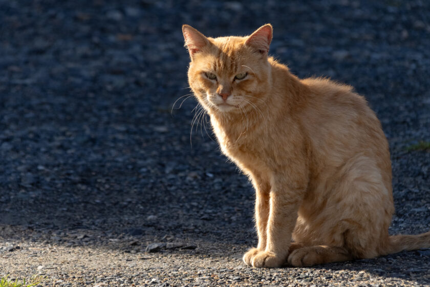 宮古市の猫