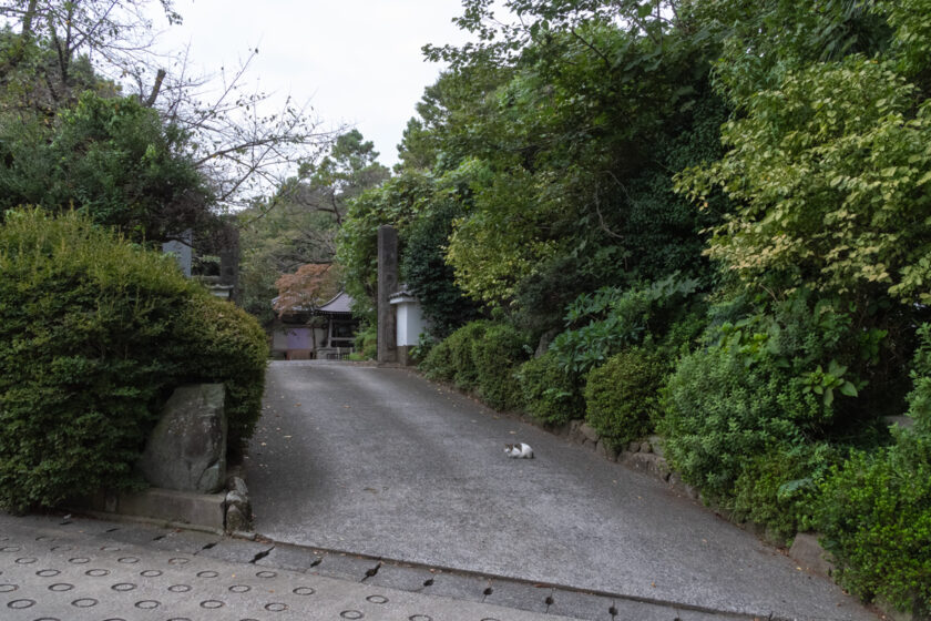 川崎市の猫