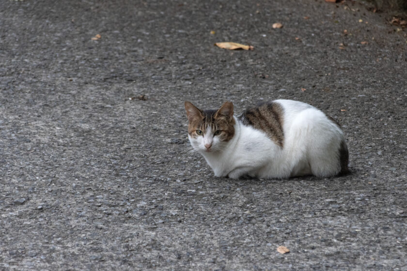 川崎市の猫