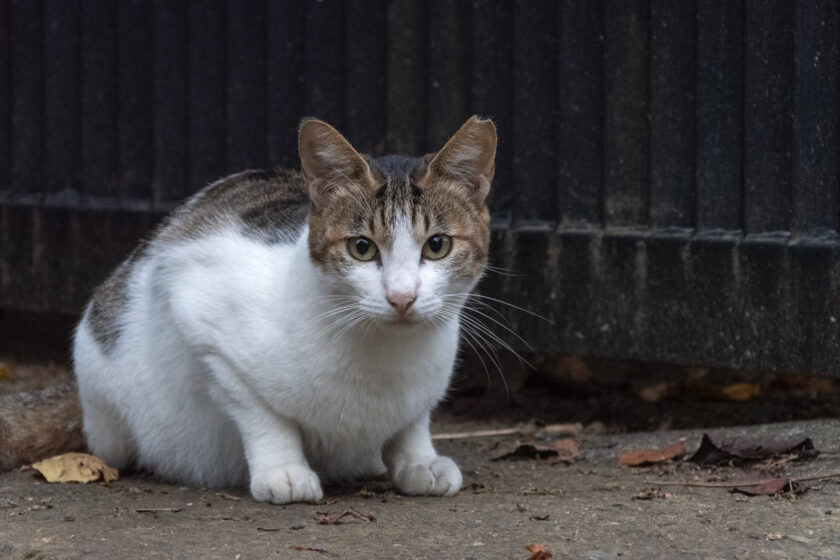 川崎市の猫