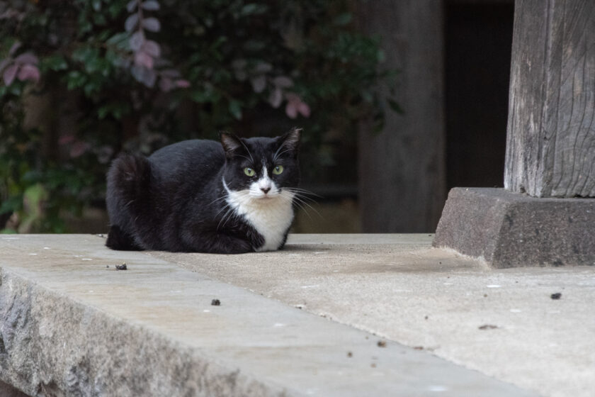 川崎市の猫