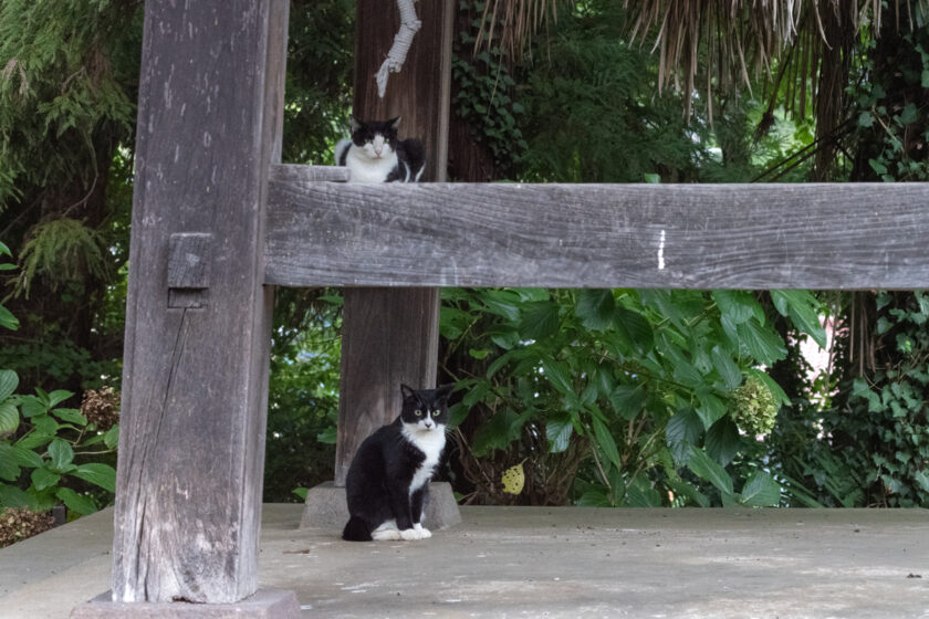 川崎市の猫