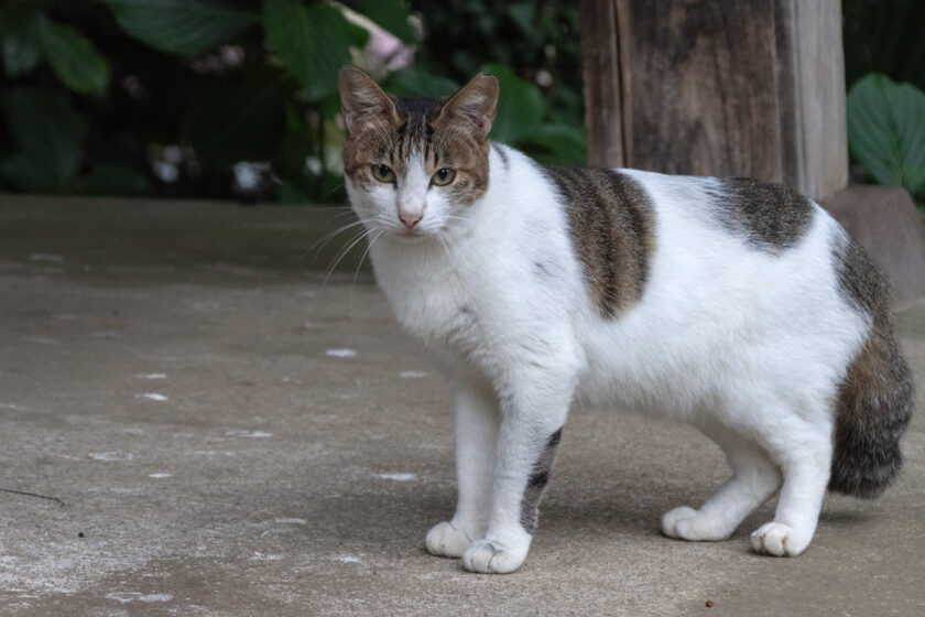 川崎市の猫