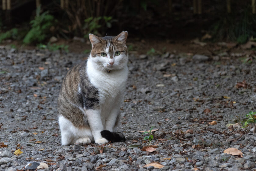 川崎市の猫