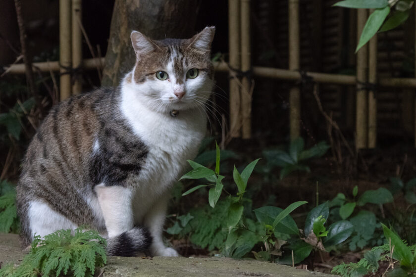 川崎市の猫