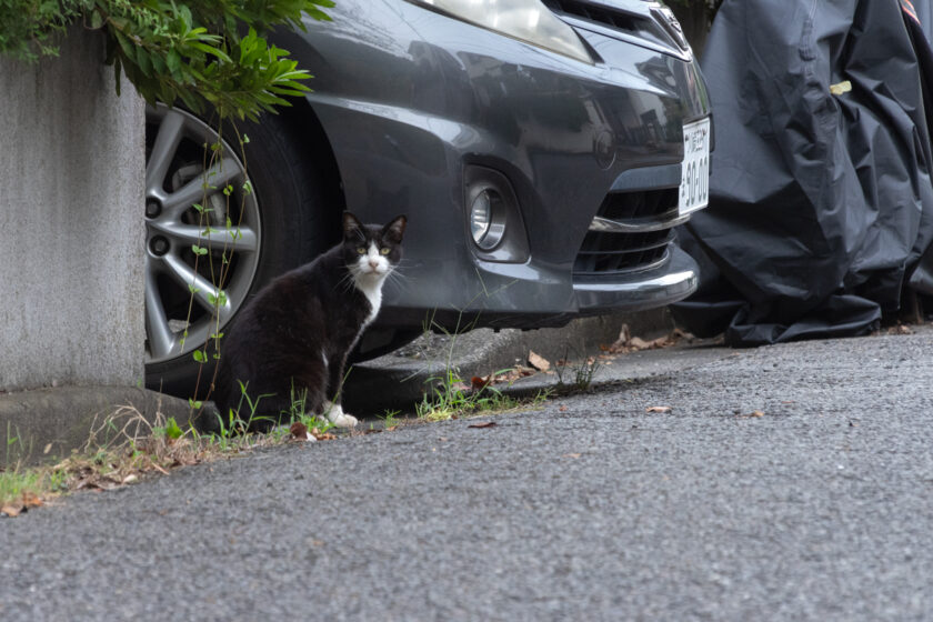 川崎市の猫