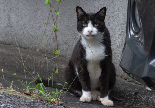 川崎市の猫