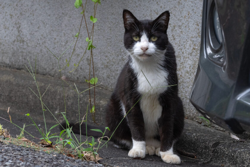 川崎市の猫