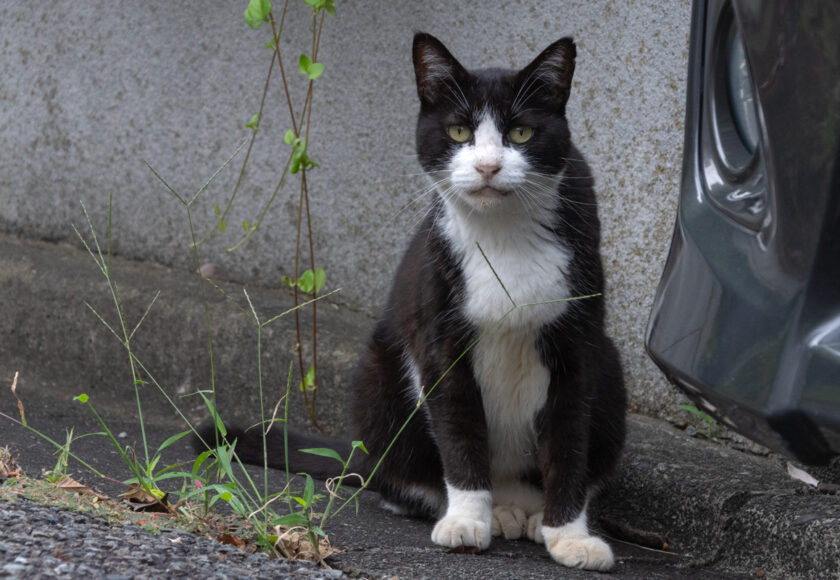 川崎市の猫