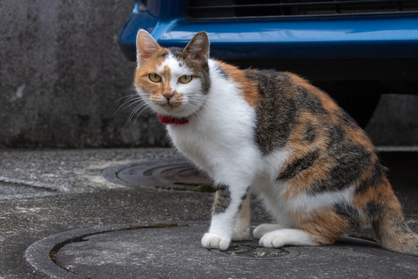 川崎市の猫