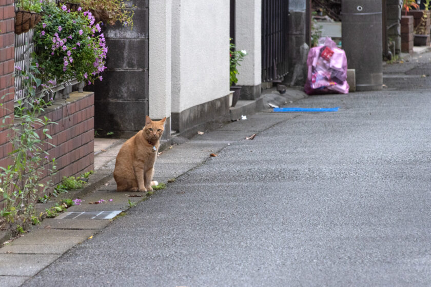 府中市の猫