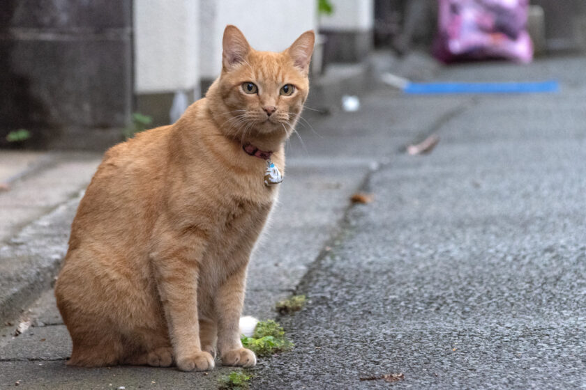 府中市の猫