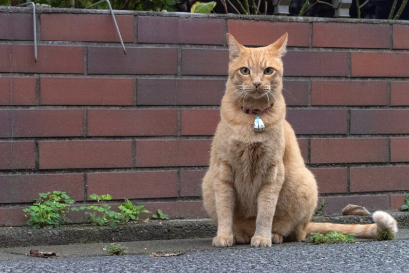 府中市の猫