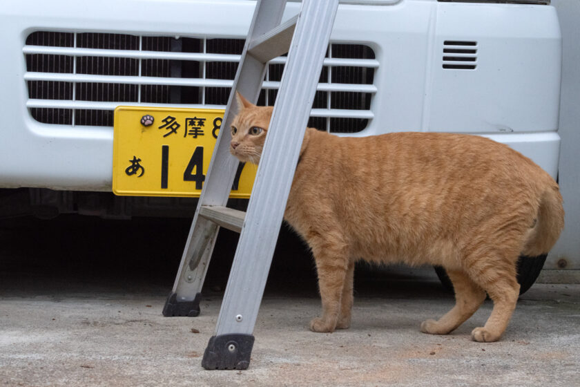 府中市の猫