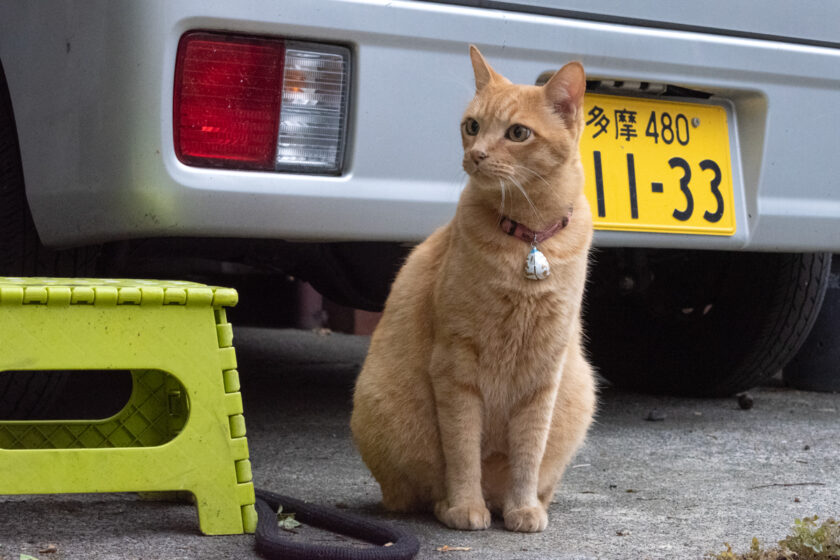 府中市の猫