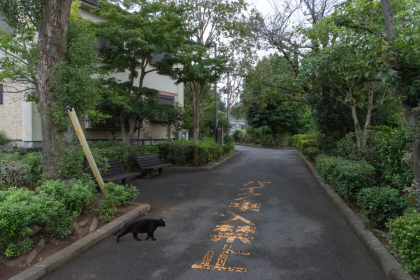 八王子市の猫