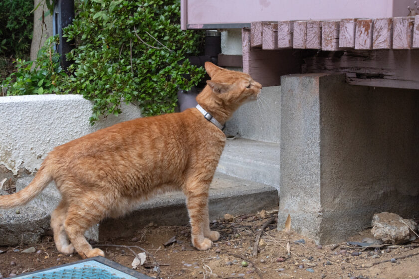 多摩市の猫