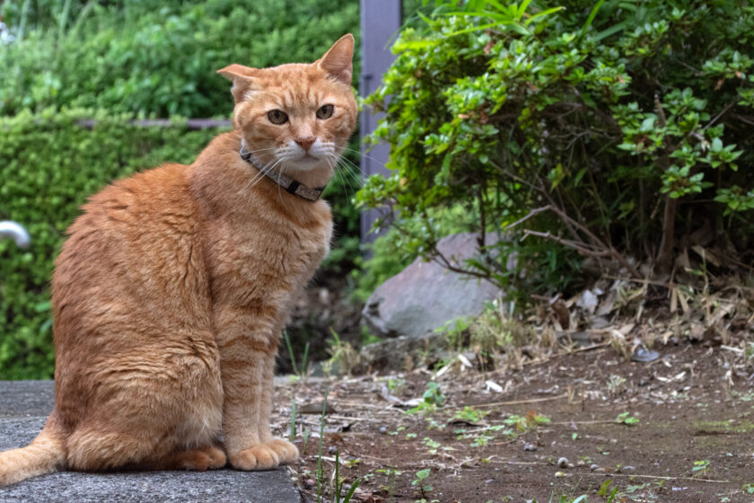 多摩市の猫