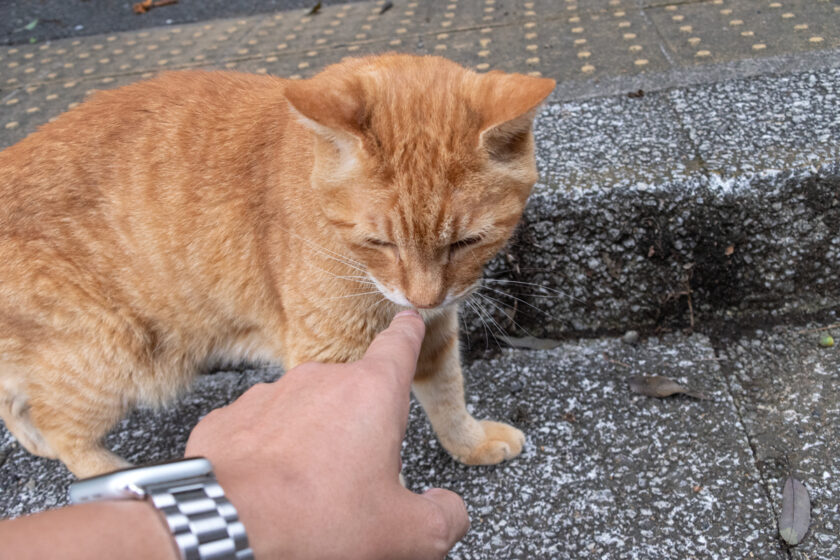 多摩市の猫