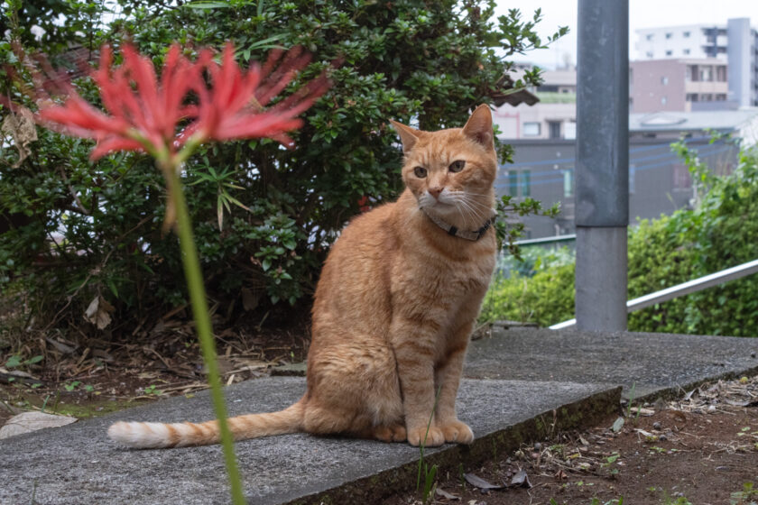 多摩市の猫