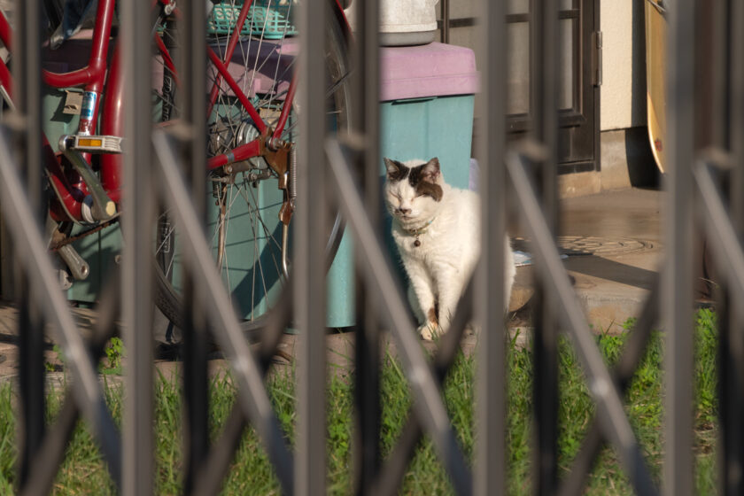 昭島市の猫