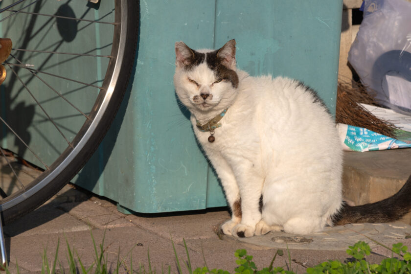 昭島市の猫