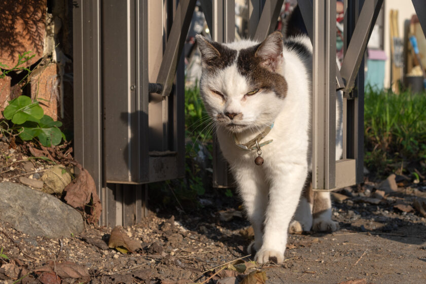 昭島市の猫