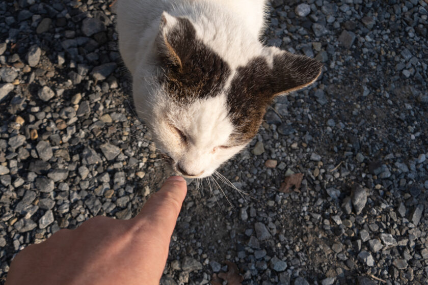 昭島市の猫