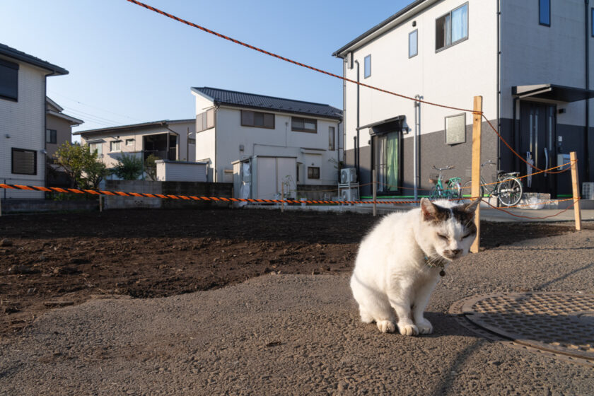 昭島市の猫