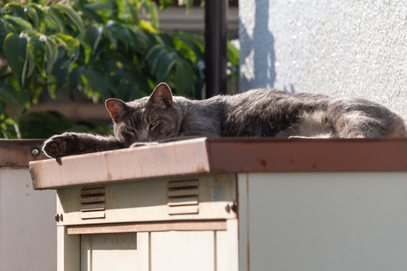 昭島市の猫