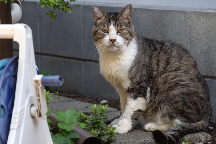 昭島市の猫