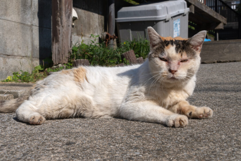 昭島市の猫