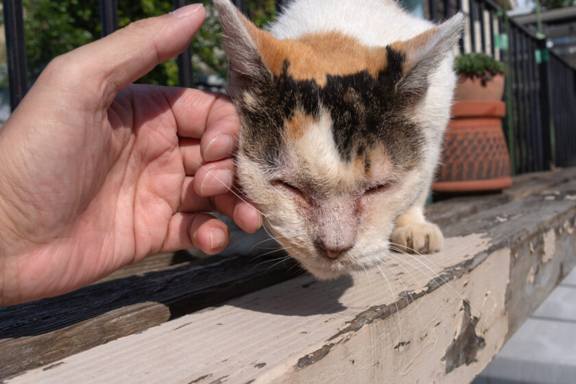 昭島市の猫