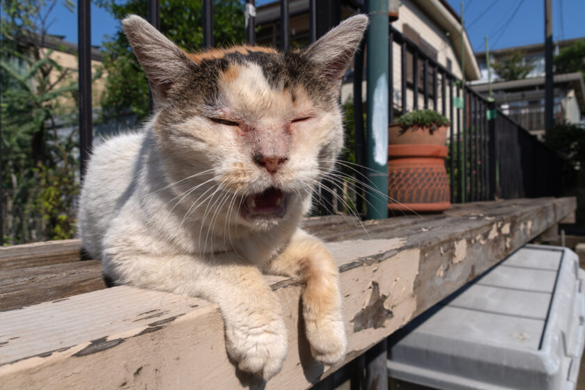 昭島市の猫