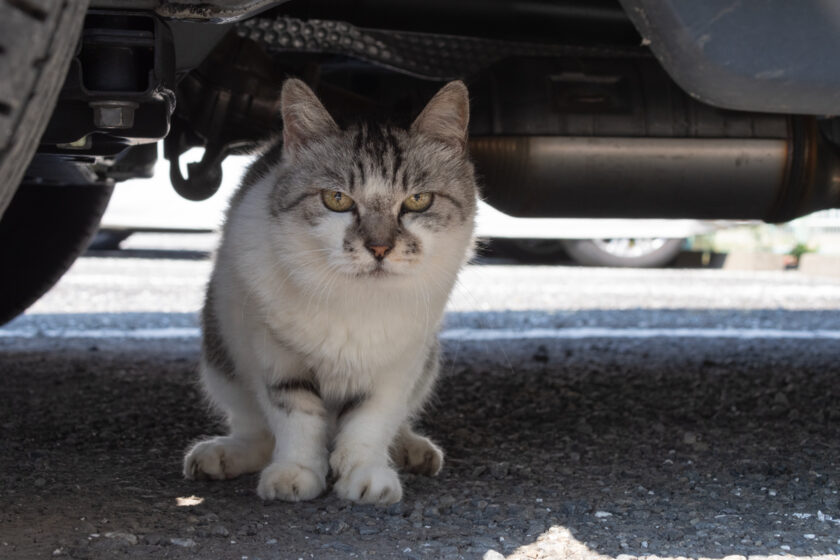 府中市の猫