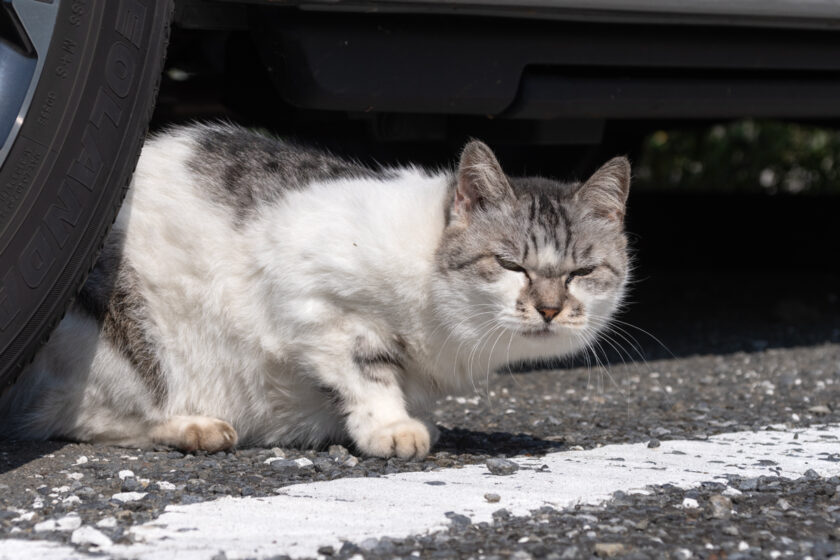 府中市の猫