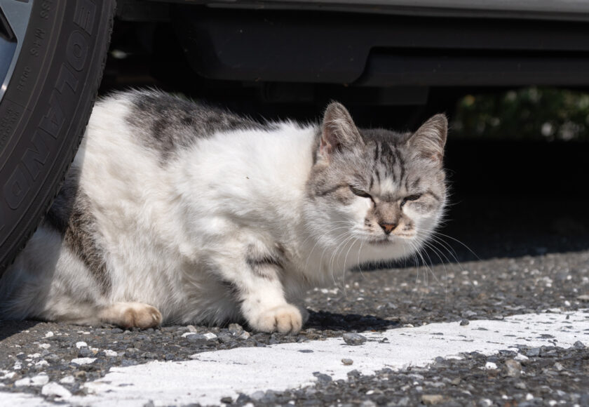 府中市の猫