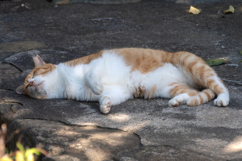 日野市の猫