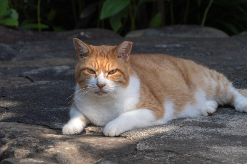 日野市の猫