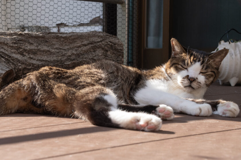 府中市の猫